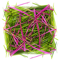 Example of a social media feed